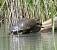 Tortue aquatique ind�termin�e (Testudines ssp) � Myrielle Lyonnaz