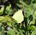 Citron (Gonepteryx rhamni) � Myrielle Lyonnaz