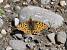 Petit Nacr� (Issoria lathonia) � Myrielle Lyonnaz