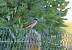 Rougequeue � front blanc (Phoenicurus phoenicurus) � Pascal Bellion