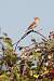 Tarier des pr�s (Saxicola rubetra) � Pascal Bellion