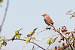 Fauvette grisette (Sylvia communis) � Pascal Bellion