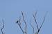 Grive draine (Turdus viscivorus) � Vincent Tanqueray