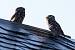 Chev�che d'Ath�na (Athene noctua) � Pascal Bellion