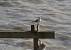 Mouette rieuse (Chroicocephalus ridibundus) � Dominique Dubois