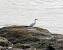 Grande Aigrette (Casmerodius albus) � Dominique Dubois