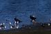 Go�land leucoph�e (Larus michahellis) � Vincent Tanqueray