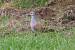Tourterelle des bois (Streptopelia turtur) � David Hamon