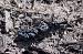 Martre ou Fouine (Martes sp) � Vincent Tanqueray
