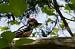 Pic mar (Dendrocopos medius) � Dominique Robard