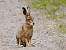 Li�vre d'Europe (Lepus europaeus) � Andr� Robert