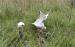 Mouette de Bonaparte - www.faune-loire-atlantique.org Collectif