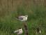 Mouette de Bonaparte - www.faune-loire-atlantique.org Collectif