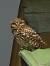 Chev�che d'Ath�na (Athene noctua) � Eugene Archer