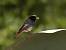 Rougequeue noir (Phoenicurus ochruros) � Eugene Archer