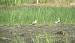 Pluvier bronz� (Pluvialis dominica) � Antoine Reboul