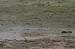 Gravelot � collier interrompu (Charadrius alexandrinus) � Vincent Tanqueray