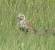 Pluvier bronz� (Pluvialis dominica) � Pierre Chappe
