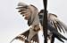 Hirondelle rustique (Hirundo rustica) � Bernard Jamet