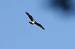 Balbuzard p�cheur (Pandion haliaetus) � Vincent Brouallier