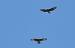 Buse variable (Buteo buteo) � Bernard Jamet
