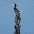 Grand Cormoran (Phalacrocorax carbo) � Bertrand Tranchand