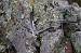 Geai des ch�nes (Garrulus glandarius) � Vincent Miquel