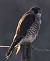 Faucon p�lerin (Falco peregrinus) � Bernard Moreau