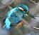 Martin-p�cheur d'Europe (Alcedo atthis) � Bernard Moreau