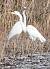 Grande Aigrette (Casmerodius albus) � Bernard Moreau