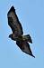 Buse variable (Buteo buteo) � Bernard Moreau