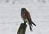 Faucon cr�cerelle (Falco tinnunculus) � Vincent Brouallier