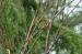 Verdier d'Europe (Carduelis chloris) � Aur�lien Gerardi