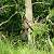 Ecureuil roux (Sciurus vulgaris) � Bruno Raffin
