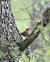 Troglodyte mignon (Troglodytes troglodytes) � Maryse Hermelin