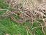 Vip�re p�liade (Vipera berus) � Emmanuel Vericel