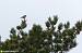 Pipit des arbres (Anthus trivialis) � Vincent Miquel