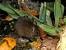 Micromammif�re ind�termin� (Micromammalia sp.) � Ahmed Merzaq