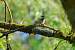 M�sange bor�ale (Parus montanus) � Christophe Lemoine
