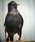 Etourneau sansonnet (Sturnus vulgaris) � Alain Lehalle