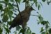 Etourneau sansonnet (Sturnus vulgaris) � auteur&nbsp;non&nbsp;diffus&eacute;