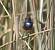 Gorgebleue � miroir (Luscinia svecica) � Gr�gory Haas