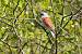 Pie-gri�che �corcheur (Lanius collurio) � Patrick Carigi