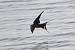 Hirondelle rustique (Hirundo rustica) � Patrick Carigi