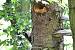 Pic �peiche (Dendrocopos major) � Patrick Carigi