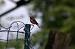 Rougequeue � front blanc (Phoenicurus phoenicurus) � Jean Pierre Lombet