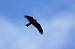Milan royal (Milvus milvus) � Jean Pierre Lombet