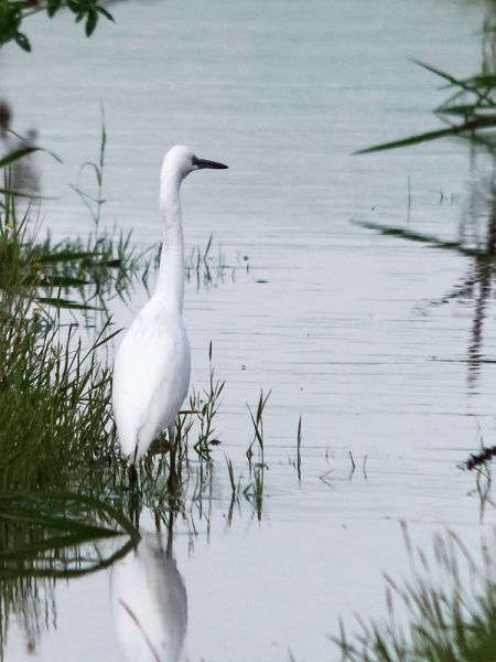 Aigrette garzette  - Pierre Chevrier