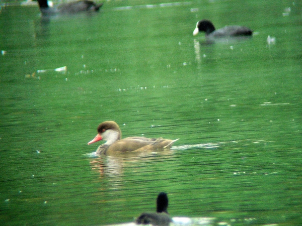 Nette rousse  - Alain Lehalle
