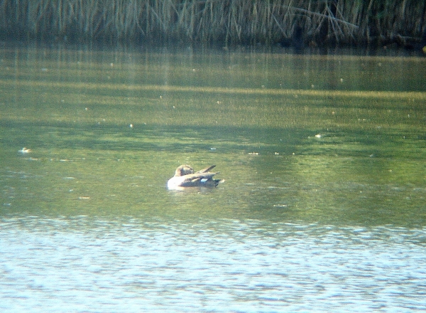 Canard chipeau  - Alain Lehalle
